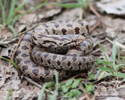 Prairie Kingsnake, Nowata Co, OK, 3-18-13, Ja_005242.jpg