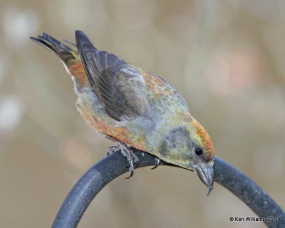 Crossbills: