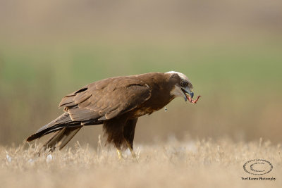 Marsh Harrier 