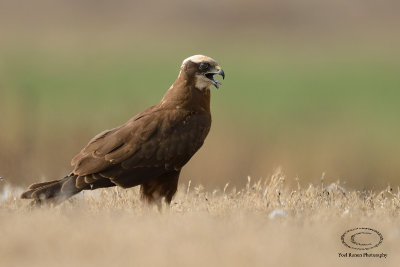 Marsh Harrier 