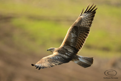 Long Legged Buzzard 