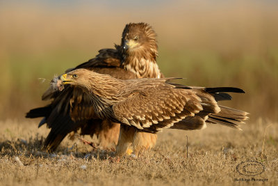 Imperial Eagle & White-tailed Eagle  