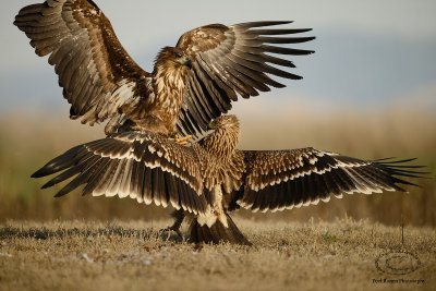 Imperial Eagle  & White-tailed Eagle  