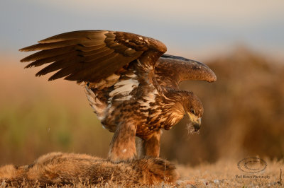  White-tailed Eagle  