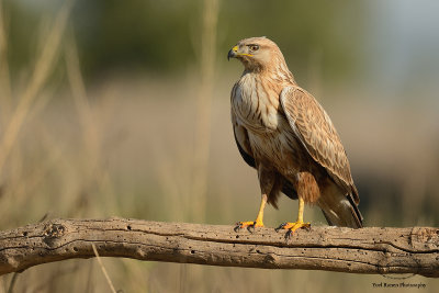 Long Legged Buzzard 