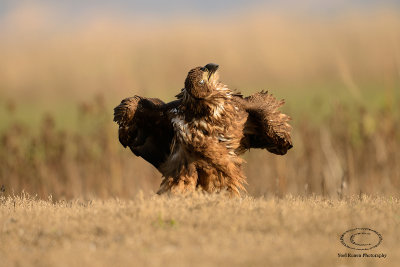 White-tailed Eagle  