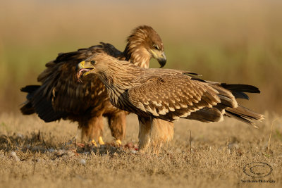 Imperial Eagle   & White-tailed Eagle  