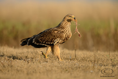 Imperial Eagle 