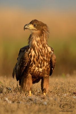 White-tailed Eagle  