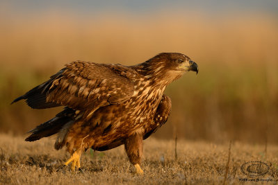 White-tailed Eagle  