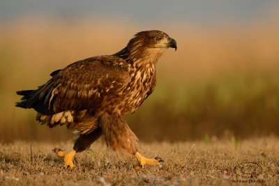 White-tailed Eagle  