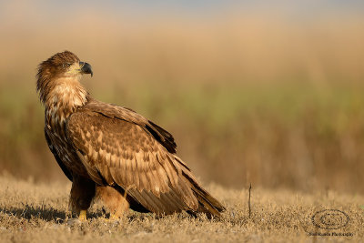 White-tailed Eagle  