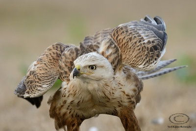 Long Legged Buzzard 