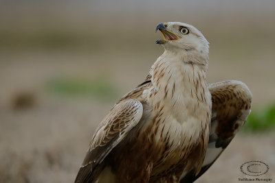 Long Legged Buzzard 