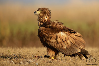 White-tailed Eagle  