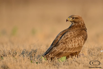 Common Buzzard 