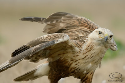 Long Legged Buzzard 