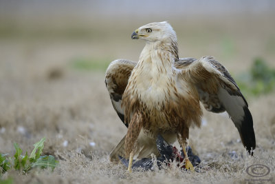 Long Legged Buzzard 