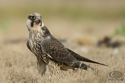 Falco peregrinus