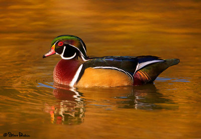 Wood Duck and Fall Reflections