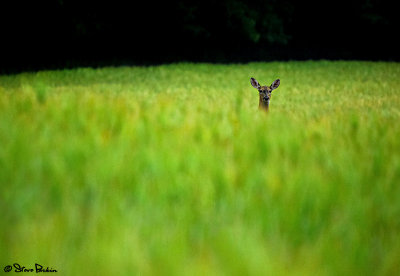 Sneakin a Peek