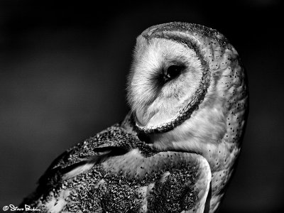 Barred Owl BW