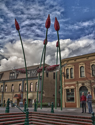 tulips-and-sky.jpg