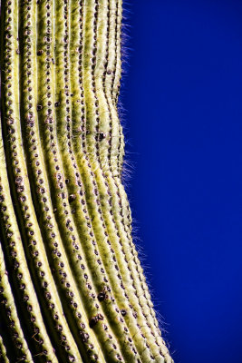 Cactus-profile.jpg