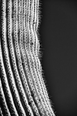 Cactus-profile-BW.jpg