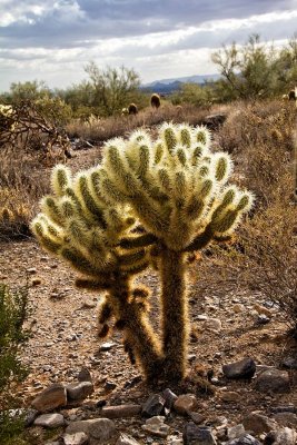 Cholla-backlit-1.jpg