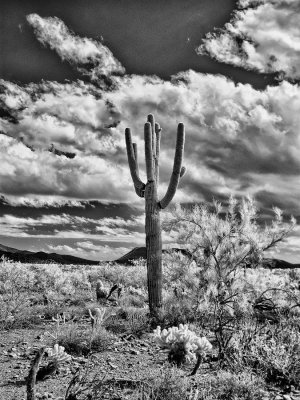 Desert-Saguaro-1-IR.jpg