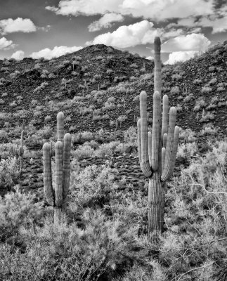 Saguaro cacti IR 2.jpg