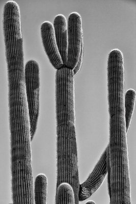 Saguaro-cluster-detail.jpg