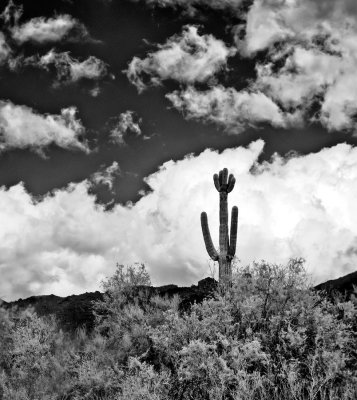 Saguaro--IR-3.jpg