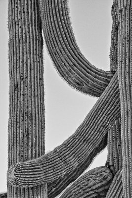 Saguaro-patterns-BW.jpg