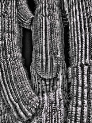 Saguaro-textures-1-spicify.jpg