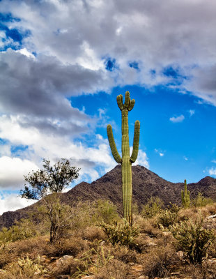 Sonoran-desert-1.jpg