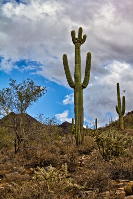 Sonoran-desert-2-topaz.jpg