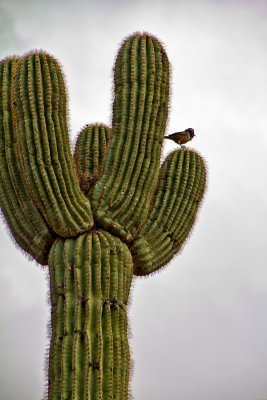 Sonoran-desert-3.jpg
