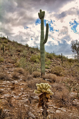Sonoran-desert-5.jpg