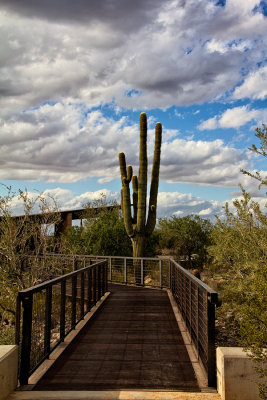 Sonoran-desert-6.jpg