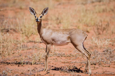 Steenbok