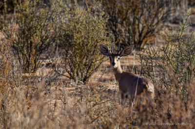 Steenbok