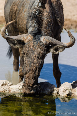 Blue Wildebeest