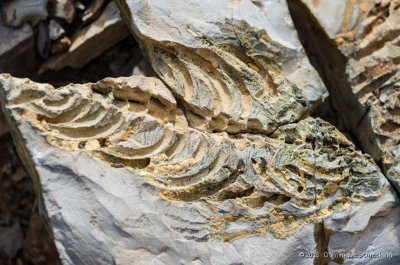 Mesosaurus