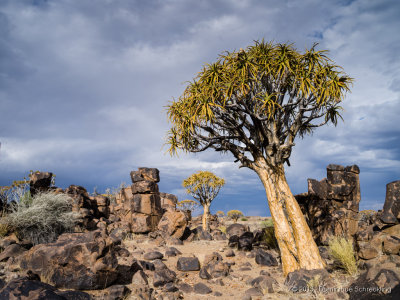 Quiver Tree