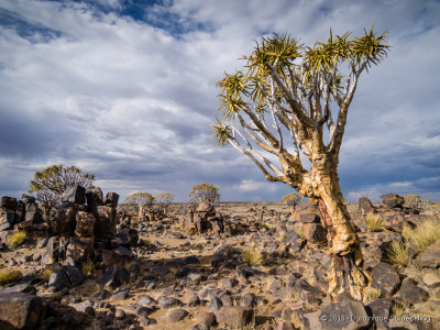 Quiver Tree