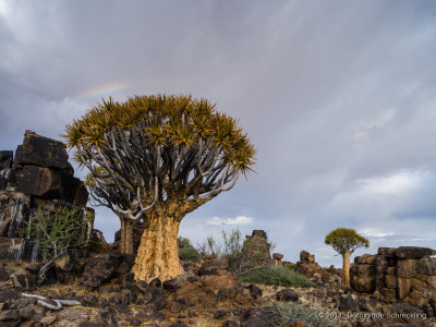 Quiver Tree