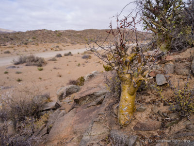 Tylecodon paniculatus