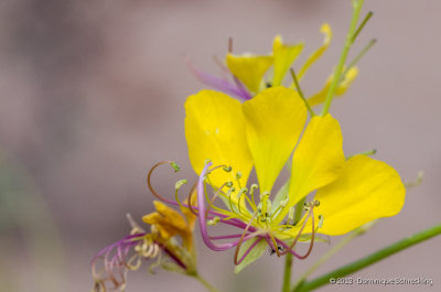 Cleome angustifolia